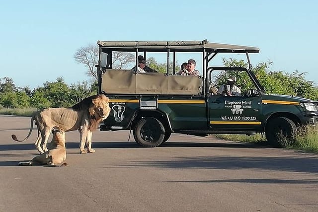 Kruger National Park Safari